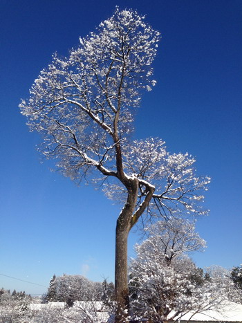 goushiyouji-tree