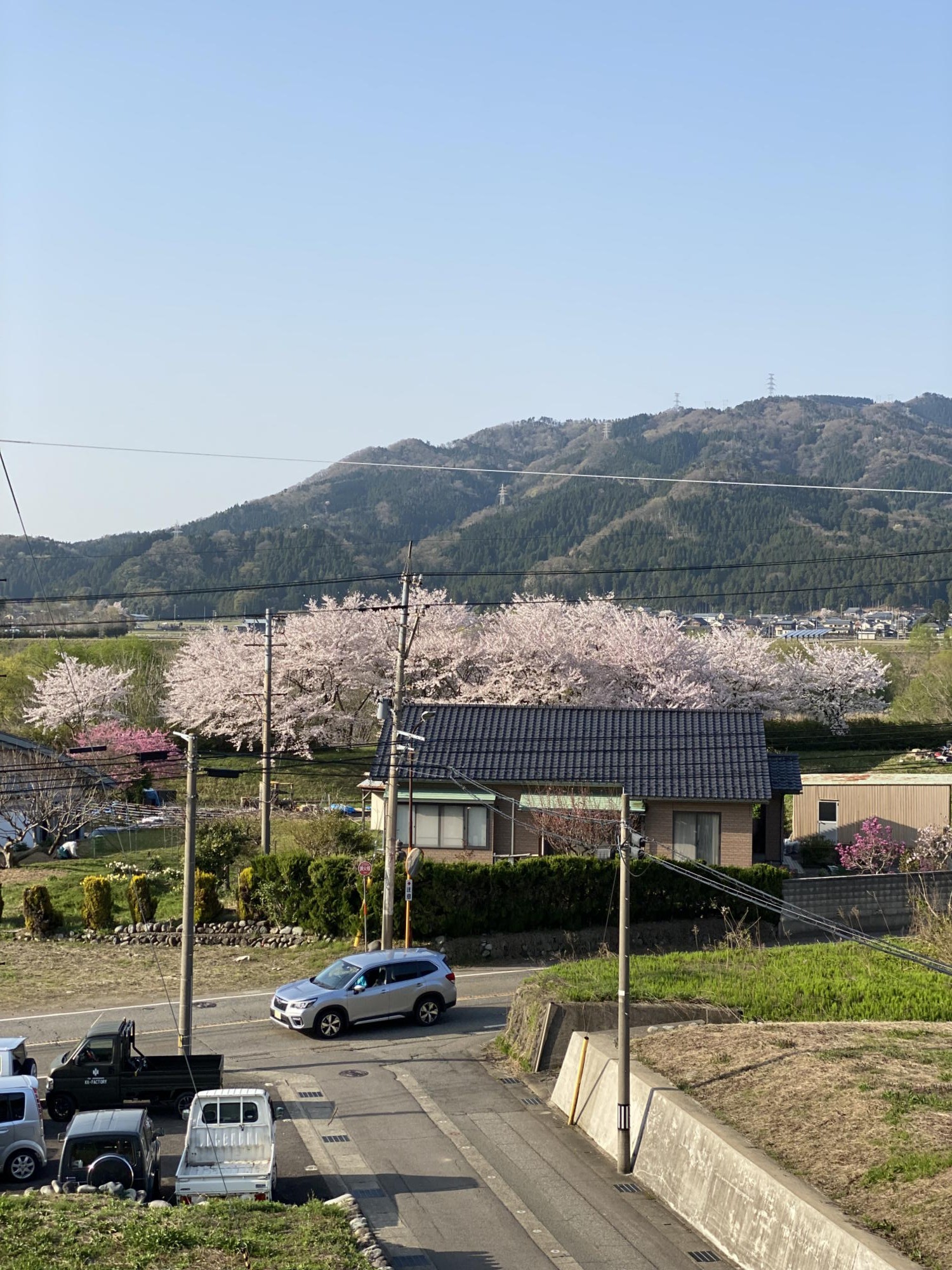 松岡の現場から桜