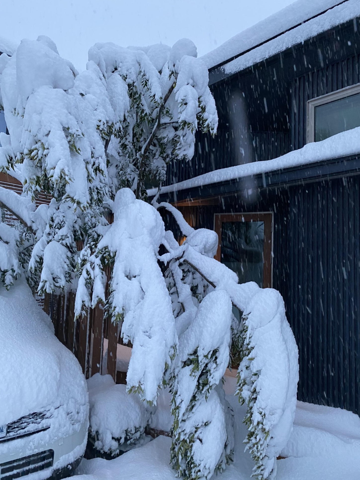 シマトネリコの積雪