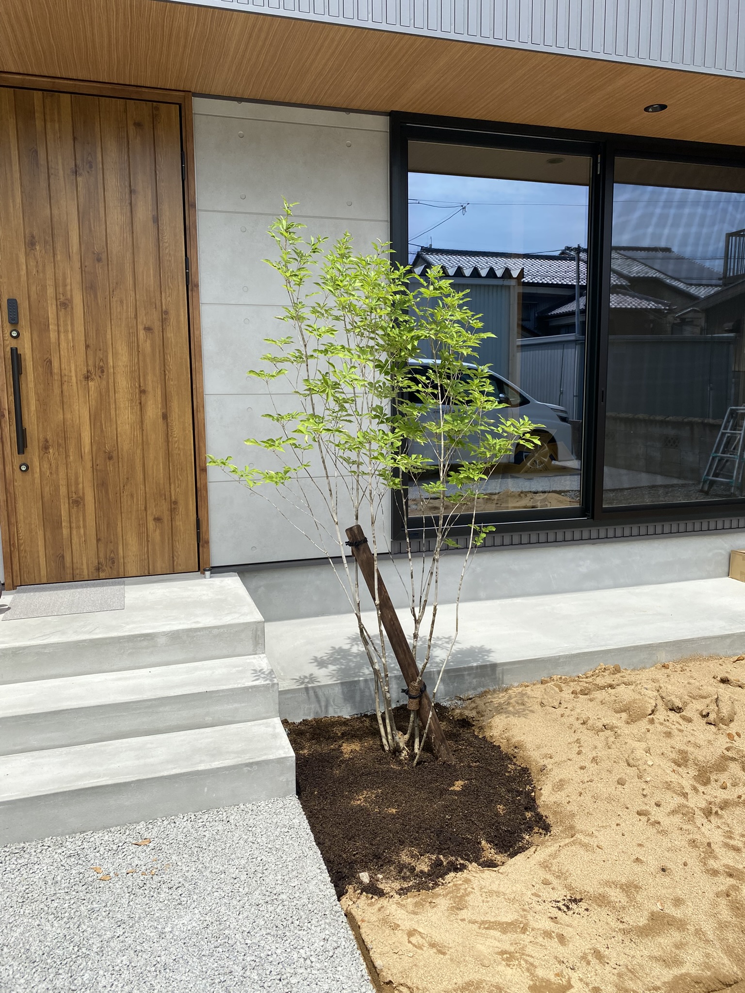 アオダモ植樹