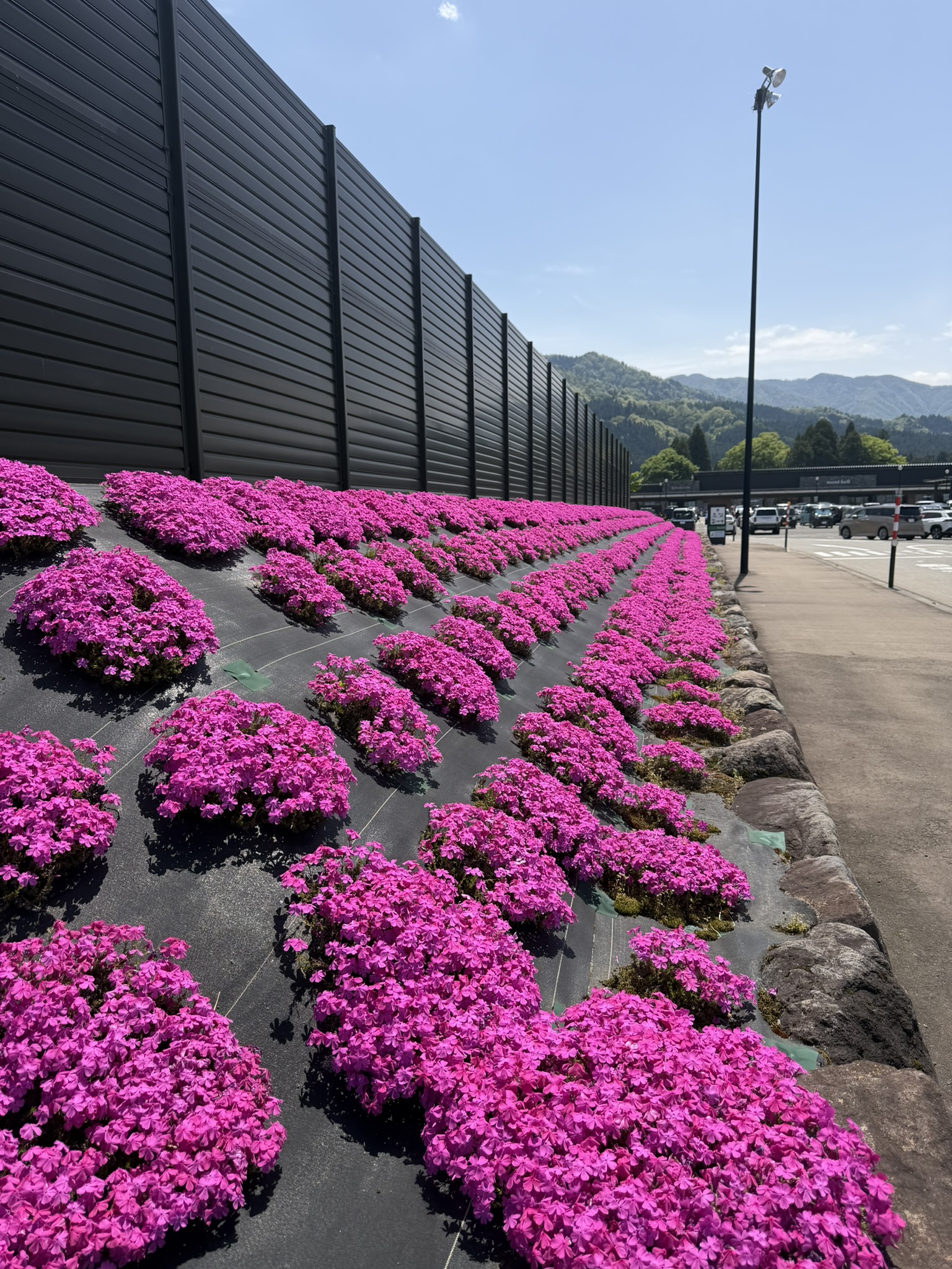満開の芝桜が、春の景色をより明るくしてくれました。