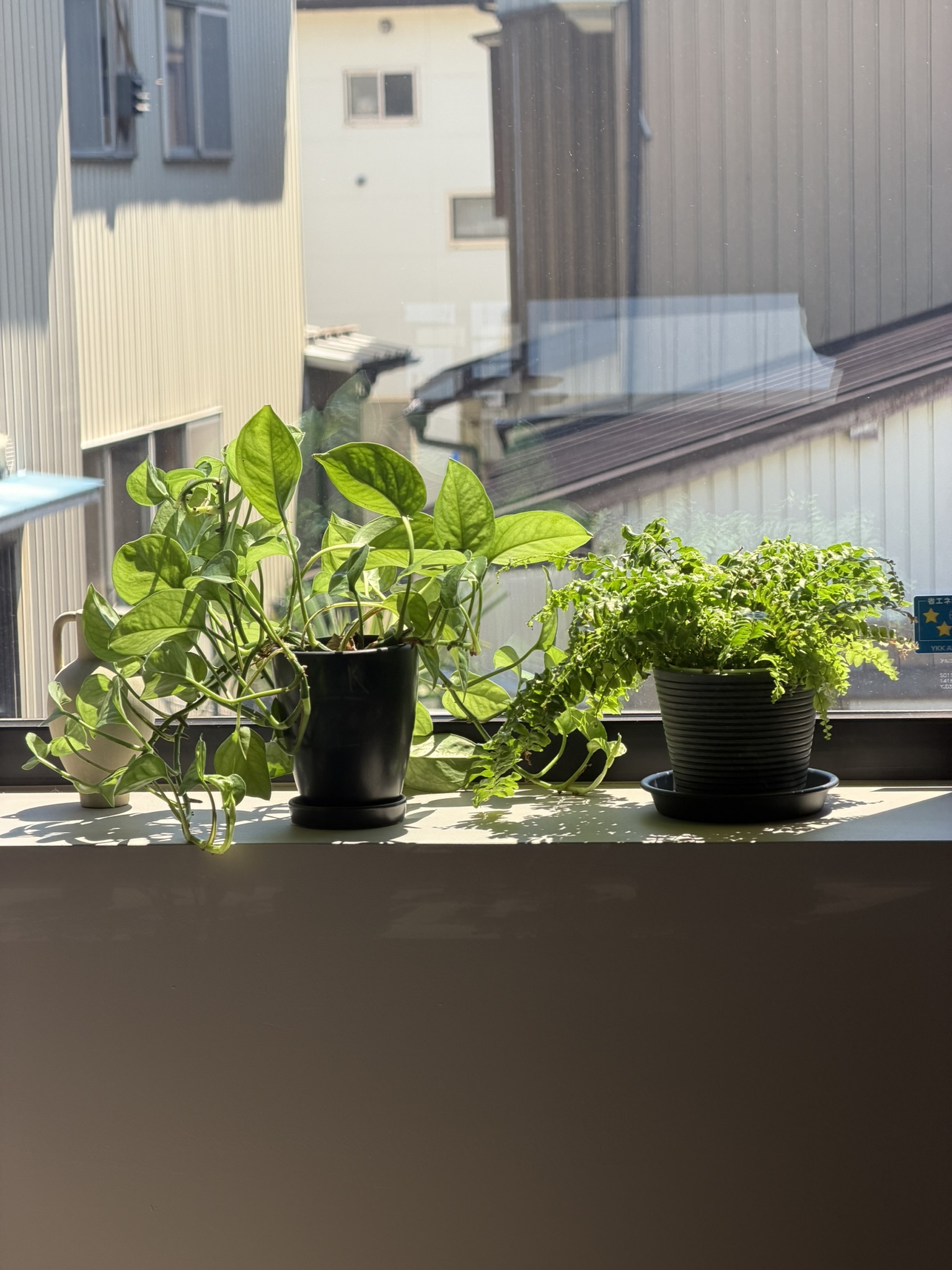 窓辺のグリーンに、連休最後の穏やかな光が差し込みました。