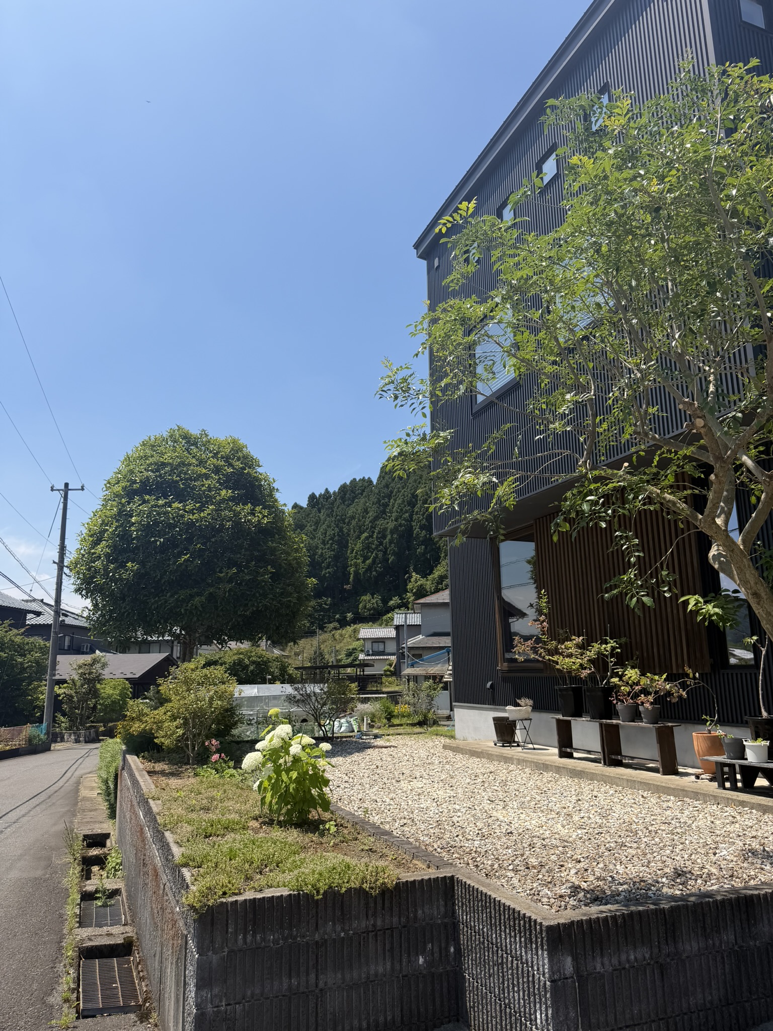 10年で大きくなったキンモクセイ