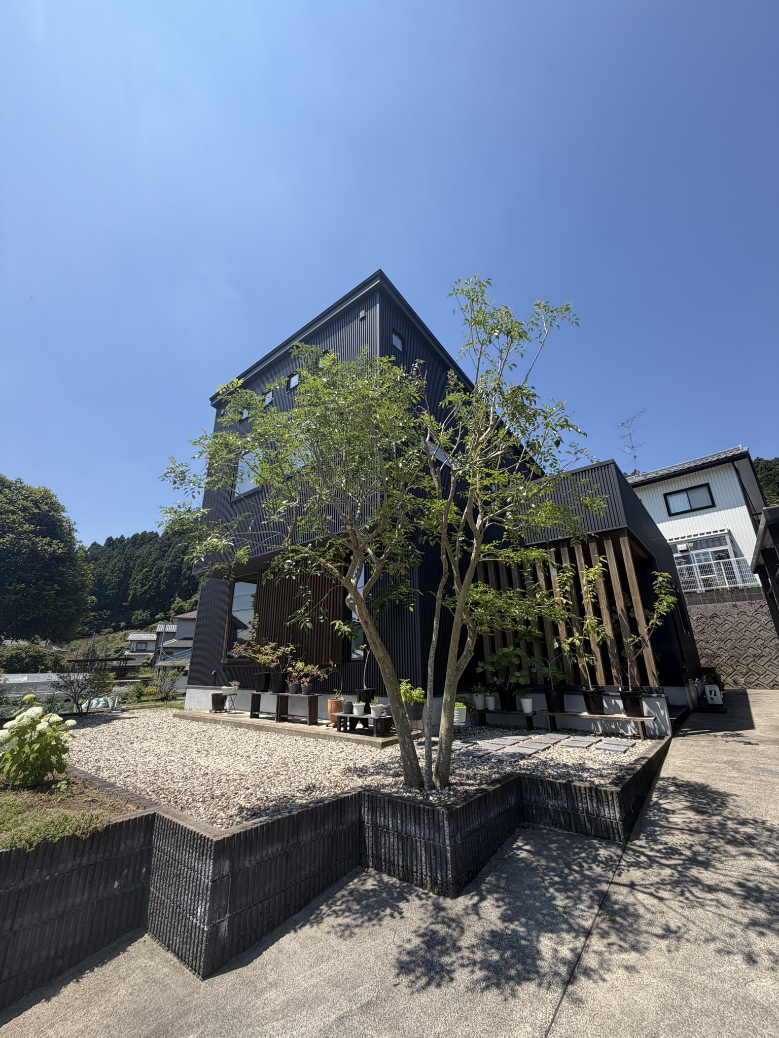 10年で大きくなったシマトネリコ